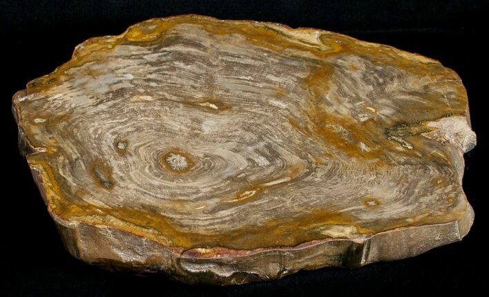 Petrified Wood End Cut - Queensland, Australia #6304